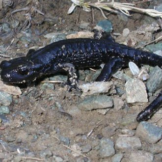 La salamandre de Lanza un des joyaux de Ristolas