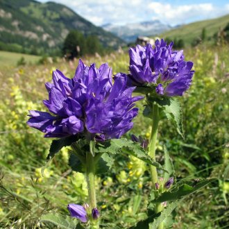 Campanule agglomérée