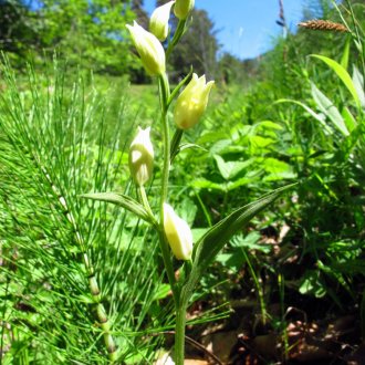 Céphalanthère de Damas