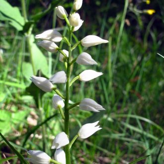 Orchis à longues feuilles