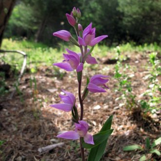 Céphalanthère rouge