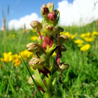 Orchis grenouille