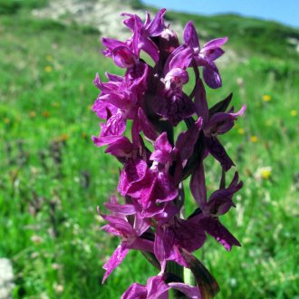 Orchis alpestre