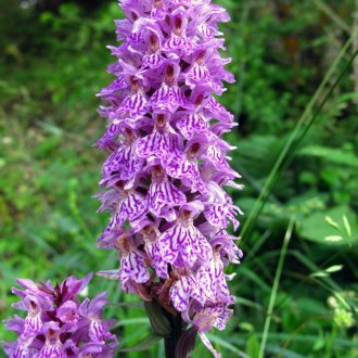 Orchis de Fuchs