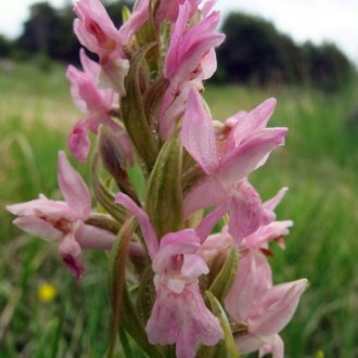 Orchis incarnat