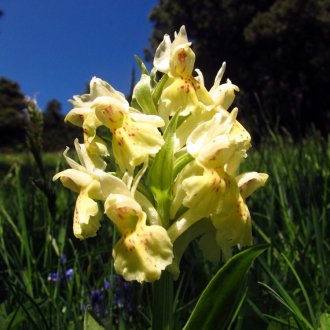 Orchis sureau jaune. Il existe aussi une forme rouge.