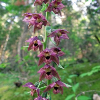 Epipactis brun-rouge