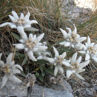 Edelweiss