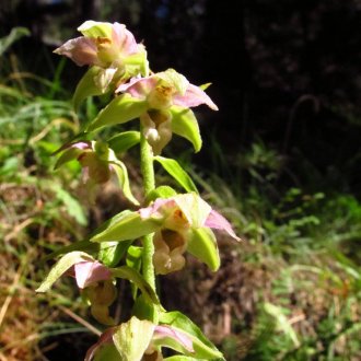 Epipactis à feuilles distantes