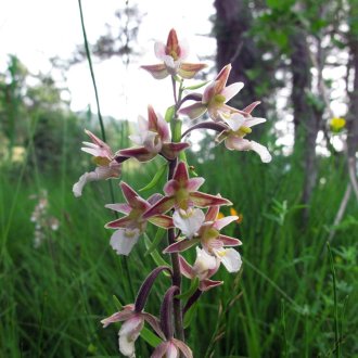 Epipactis des marais