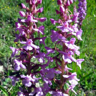 Orchis moucheron