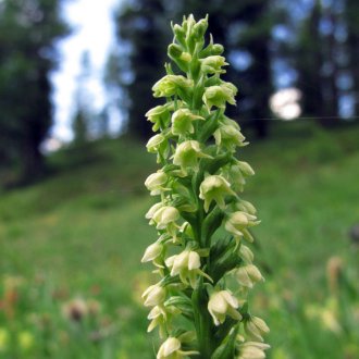 Orchis blanchâtre