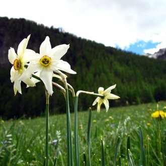 Narcisses des poètes