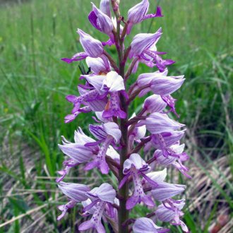 Orchis militaire