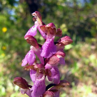 Orchis de Spitzel