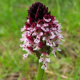 Orchis brulé