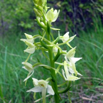 Orchis à deux feuilles