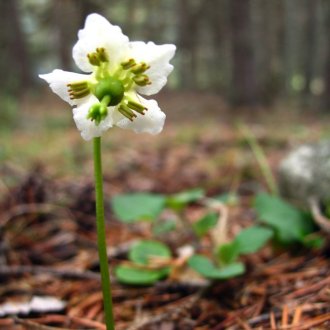 Pirole à une fleur