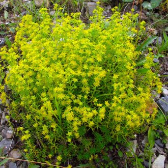 Saxifrage des ruisseaux