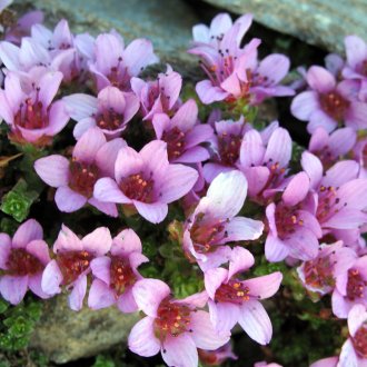 Saxifrage à feuilles opposées