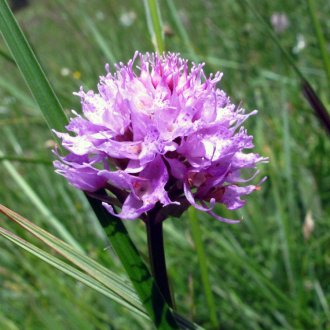 Orchis globuleux