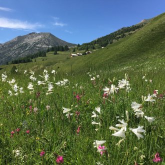 Les Chalmettes, vallée du Cristillan