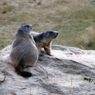 Les marmottes aux aguets