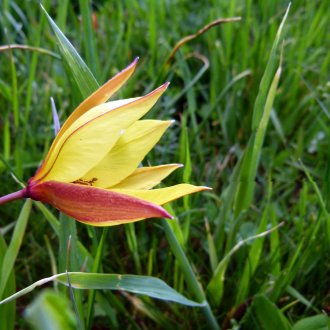 Tulipe australe