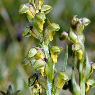 Orchis nain des Alpes