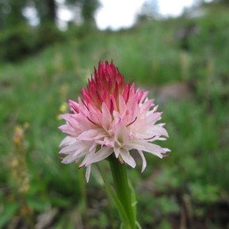 La nigritelle, une petite orchidée des Alpes du sud