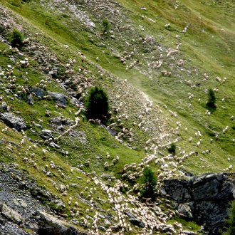 Quelques moutons dans le Queyras