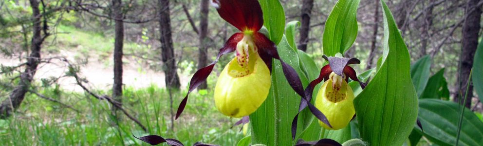 Le sabot de Vénus, peut-être la plus belle des orchidées de nos montagnes, à ne jamais cueillir.