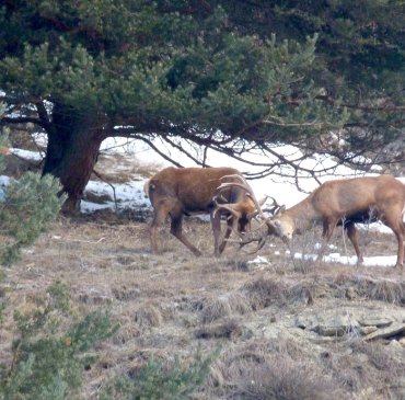 Deux cerfs des Hautes Alpes qui se battent au moment du rut