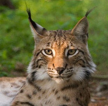 Un lynx