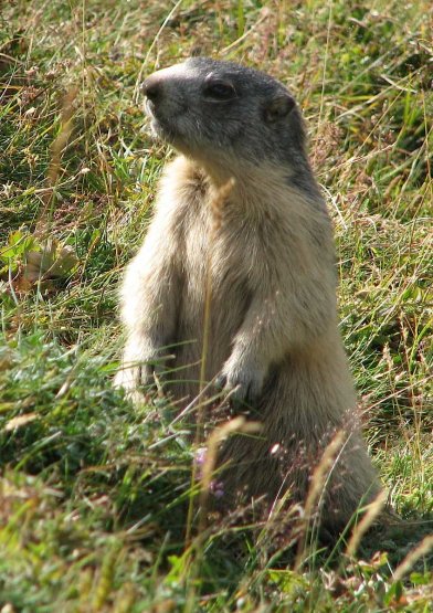 Dame marmotte. On voit beaucoup de ses congénères à Saint-Véran sur le sentier qui conduit à la mine de cuivre