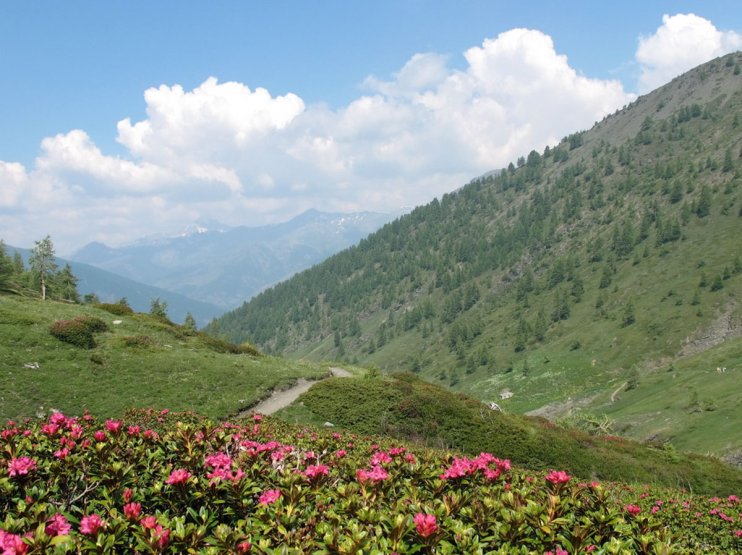 Rhododendrons au col Lacroix (Ristolas)