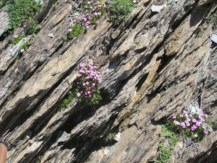 Schistes plissés visibles à Saint-Véran